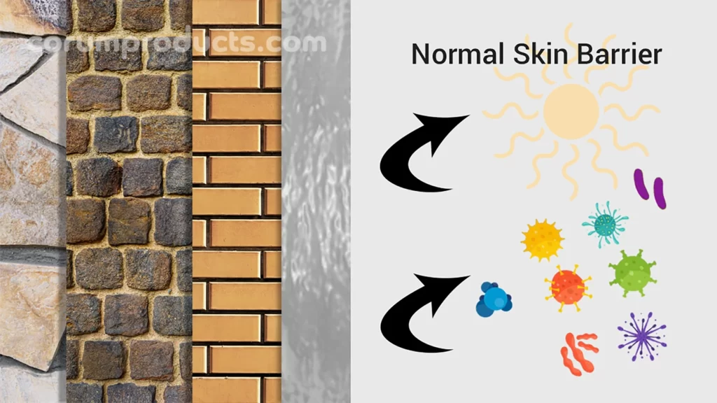 normal skin without skin barrier damage is like a new wall with several layers