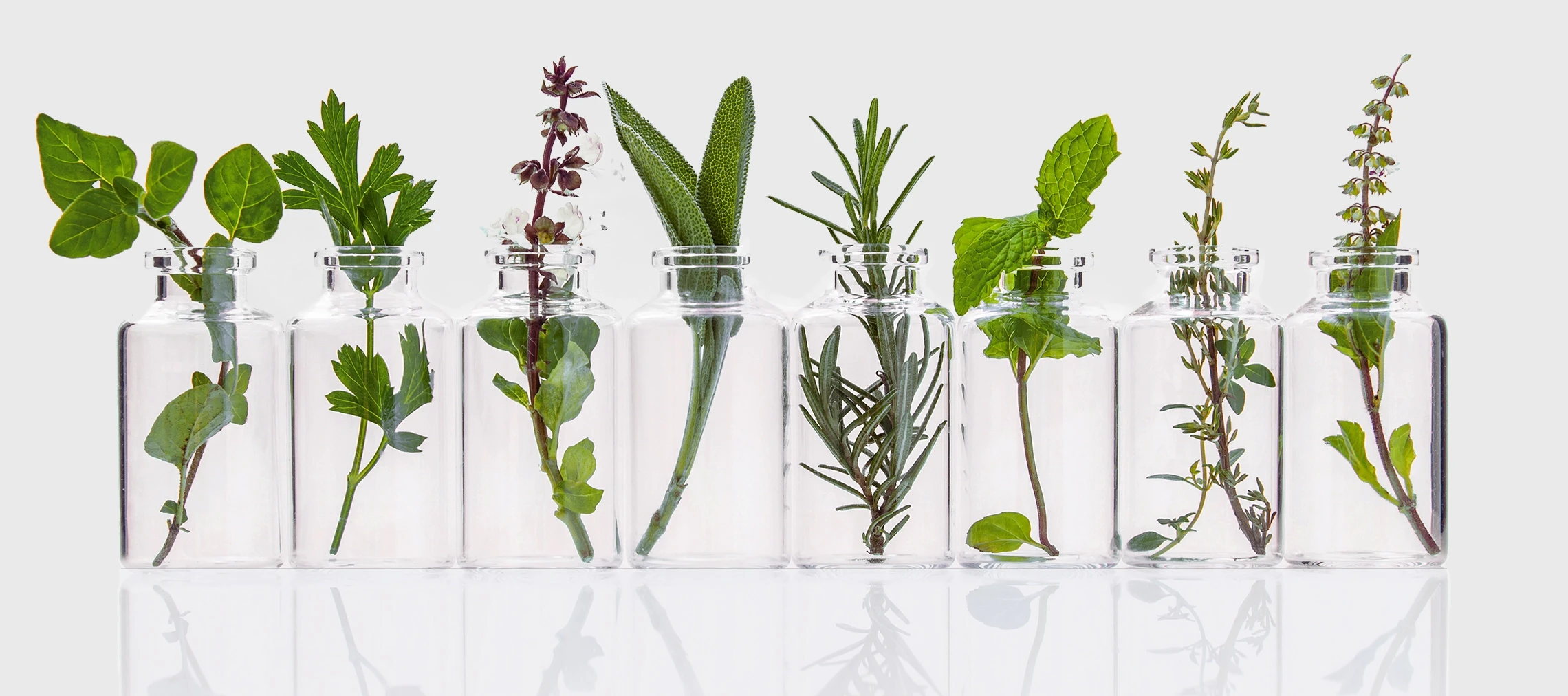 Sprigs of plants in jars